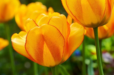 Garden tulip