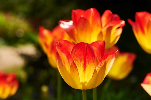 Garden tulip