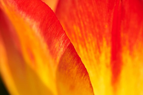 Garden tulip
