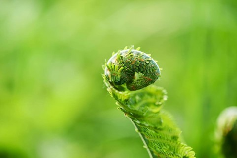 Male fern