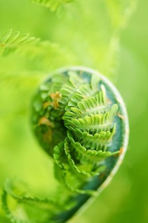 Male fern