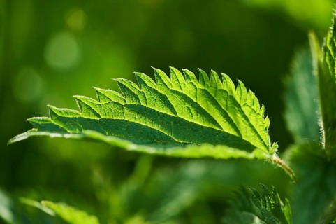 Common nettle