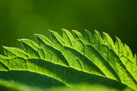 Common nettle