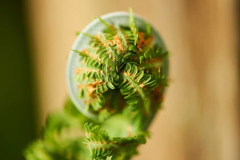 Male fern