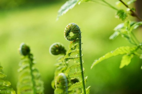 Male fern
