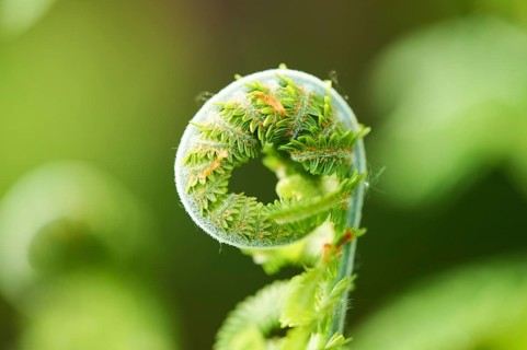 Male fern