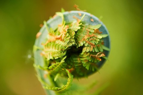 Male fern