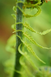 Male fern