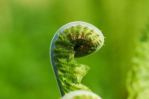 Male fern