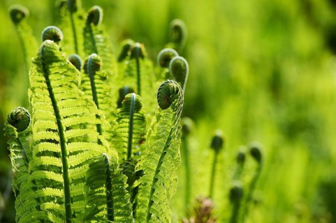 Male fern