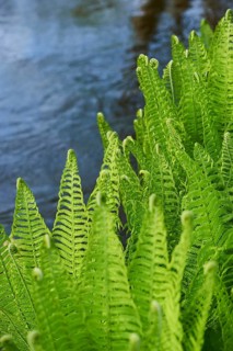 Male fern