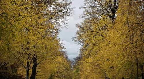 Tree tops in autumn in Altdorfer Straße