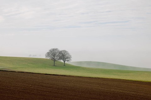 Farmland and two trees in the fog