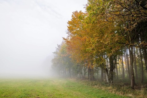 Forest edge in autumn mist