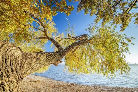 Sunset with blue sky on autumnal shore with old trees in Allensbach