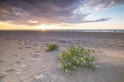 Sunset in the dunes at the North Sea