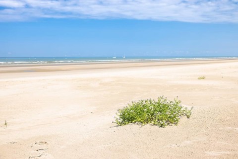 Dune landscape on the North Sea coast in De Panne