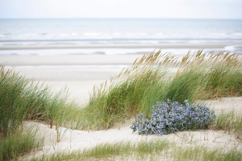 Dune landscape on the North Sea coast in De Panne