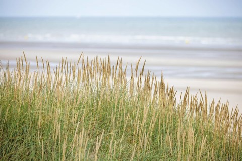 Dune landscape on the North Sea coast in De Panne