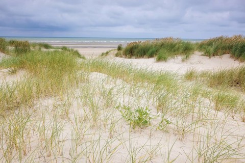 Dune landscape on the North Sea coast in De Panne