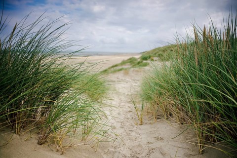 Dune landscape on the North Sea coast in De Panne