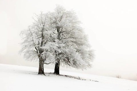 Winter landscape near the wind beeches with fog and morning light