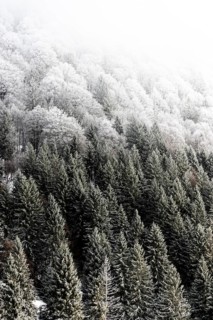 Winter landscape near the wind beeches with fog and morning light