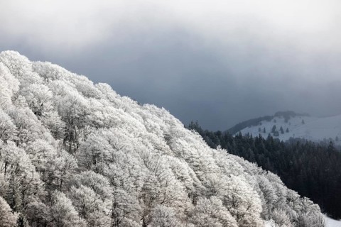 Winter landscape near the wind beeches with fog and morning light