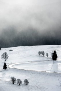 Winter landscape near the wind beeches with fog and morning light