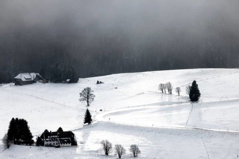 Winter landscape near the wind beeches with fog and morning light