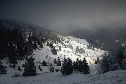 Winter landscape near the wind beeches with fog and morning light