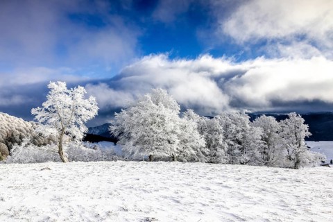 Winter landscape near the wind beeches with fog and morning light