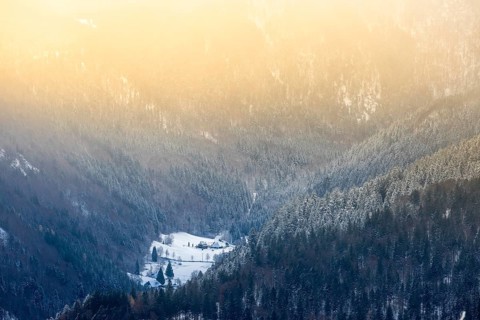 Winter landscape near the wind beeches with fog and morning light