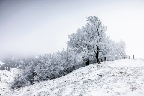 Winter landscape near the wind beeches with fog and morning light
