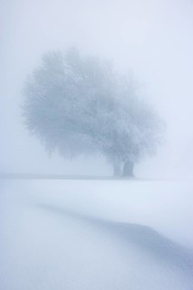Winter landscape near the wind beeches with fog and morning light