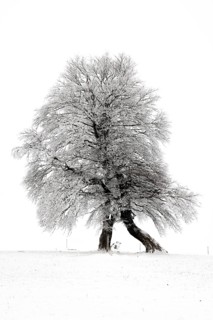Winter landscape near the wind beeches with fog and morning light