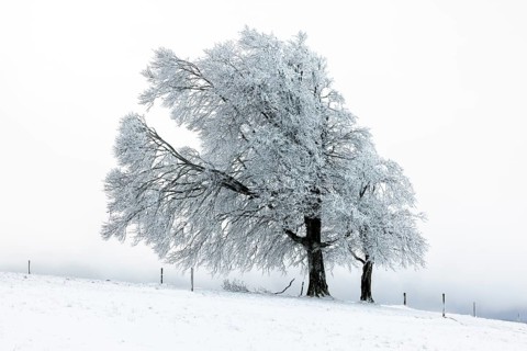 Winter landscape near the wind beeches with fog and morning light