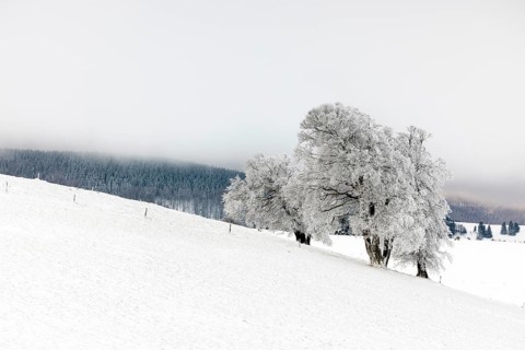 Winter landscape near the wind beeches with fog and morning light