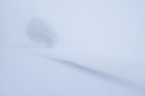 Winter landscape near the wind beeches with fog and morning light