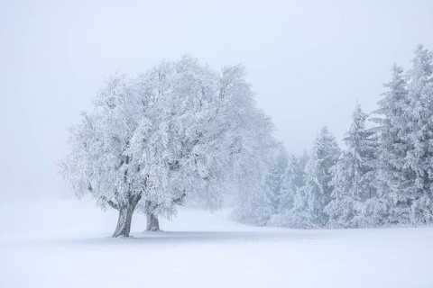 Winter landscape near the wind beeches with fog and morning light