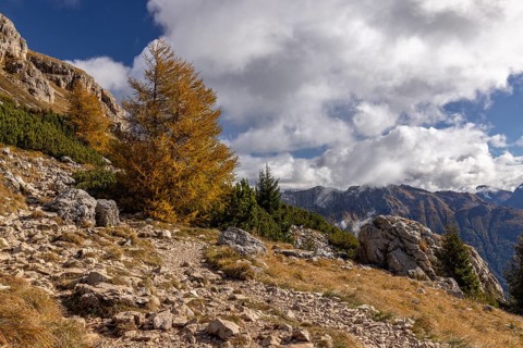 Autumnal coloured larches at the foot of the Catinaccio massif