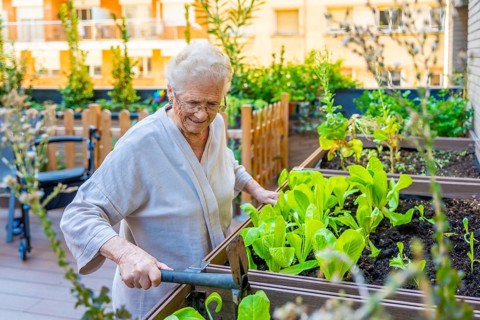 Elder woman planting seeds in a vegetable garden in a geriatric