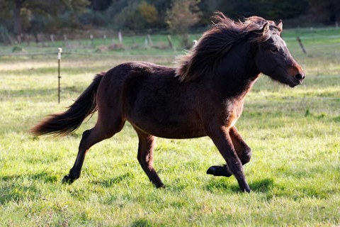 Young Icelandic horse
