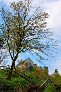 Tree and Staircase and Swiss Flag with the Castle Laufen at Neuhausen