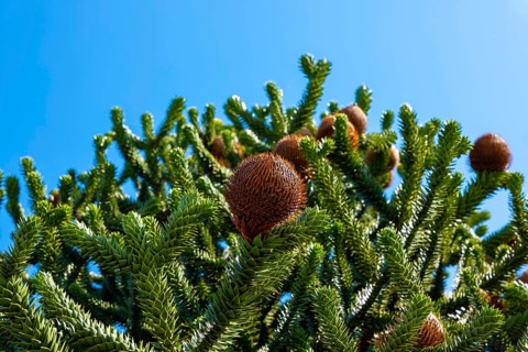 Beautiful Snake Pine or Monkey Tree with Cone