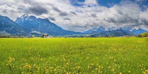 Blooming dandelion meadow