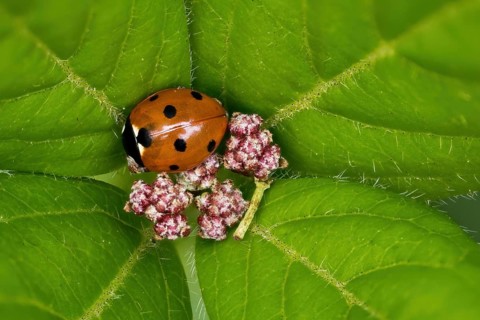 Seven-spott ladybird
