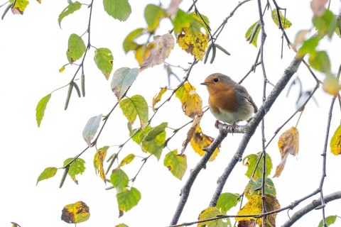 European robin