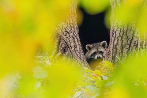 Young raccoon