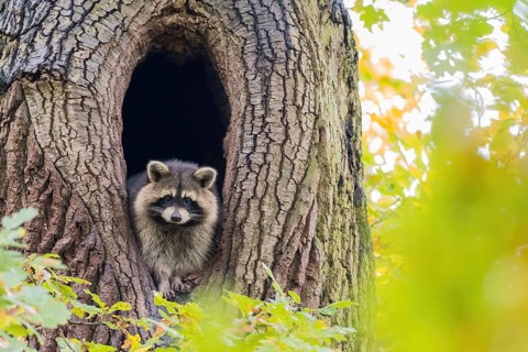 Raccoon
